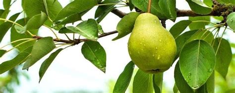 梨树的施肥时间及施肥量是什么？ - 绿康有机肥公司