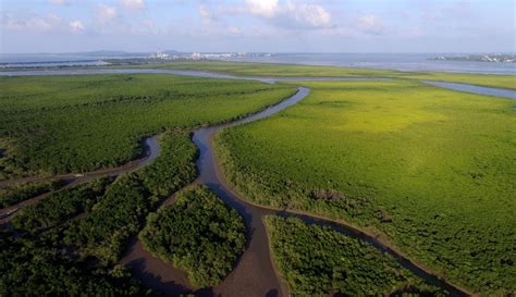 红树林：防风消浪固岸护堤的海岸绿色长城 - 救救大自然环保节能网