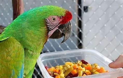 鹦鹉可以喂什么水果蔬菜（鹦鹉能吃果蔬总结与喂食注意） - 胖萌舍宠物网