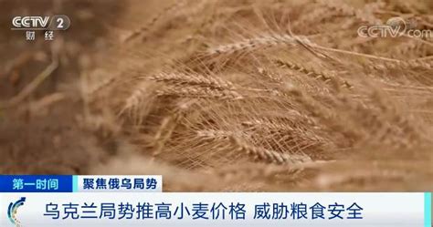 小麦价格最新行情2023(小麦价格今日价一斤多少钱2023)-海诗网