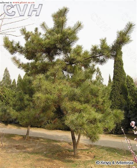 黑松盆景_庭院树造型 黑松盆景 日本黑松 台湾黑松 - 阿里巴巴