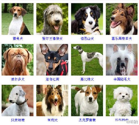 大型狗狗品种大全及图片（十四种大型宠物犬排名大全）—趣味生活常识网