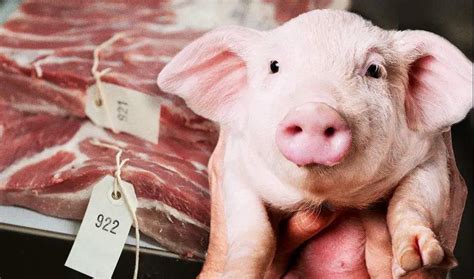近10年来我国猪肉进出口状况-河南益华动物药业有限公司