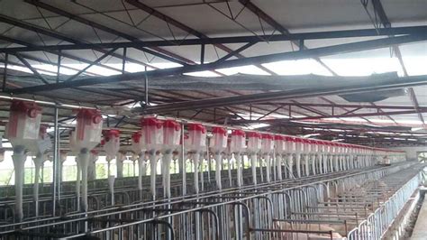 河北邯郸全自动化猪场供料系统-工程案例-德州鑫佰加畜牧设备有限公司