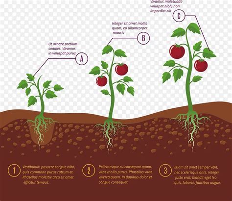 番茄的成长过程作文范文