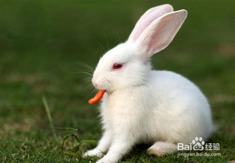 养兔高手教你养兔七个技巧 初学养兔的方法_鹦鹉 - 养宠客