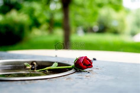 被丢弃的玫瑰花高清图片下载-正版图片500444730-摄图网