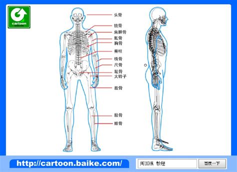 人体各部位名称图图片