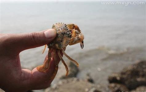 常识:你知道螃蟹有多少条腿吗？(附上常见的螃蟹类型) - 运富春