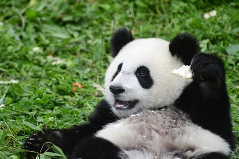 四川卧龙：2018年出生的大熊猫幼仔集体过生日_云桥网