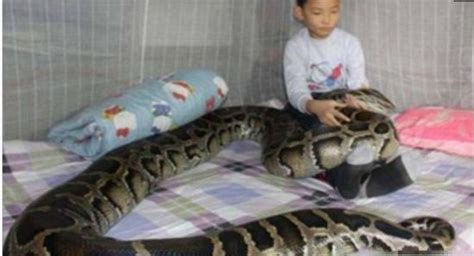 小女孩救下一条小蛇，二十年后蛇报恩救他一命_腾讯视频