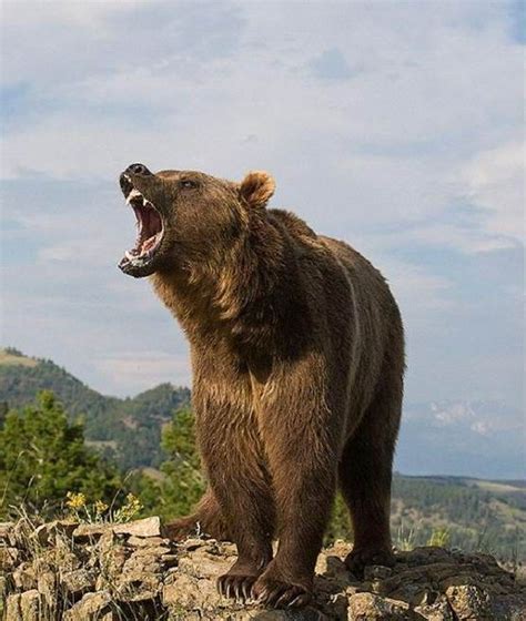 五大猛兽实力排行榜：棕熊排第二，狮子排第四|棕熊|大猩猩|猛兽_新浪新闻