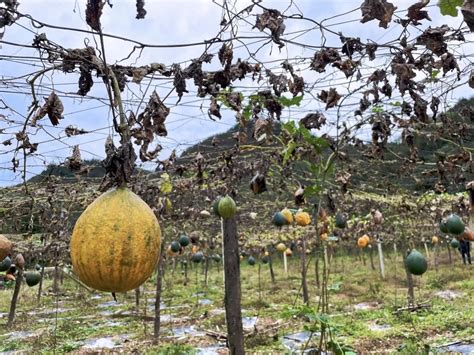 瓜蒌籽的种植方法-中国木业网