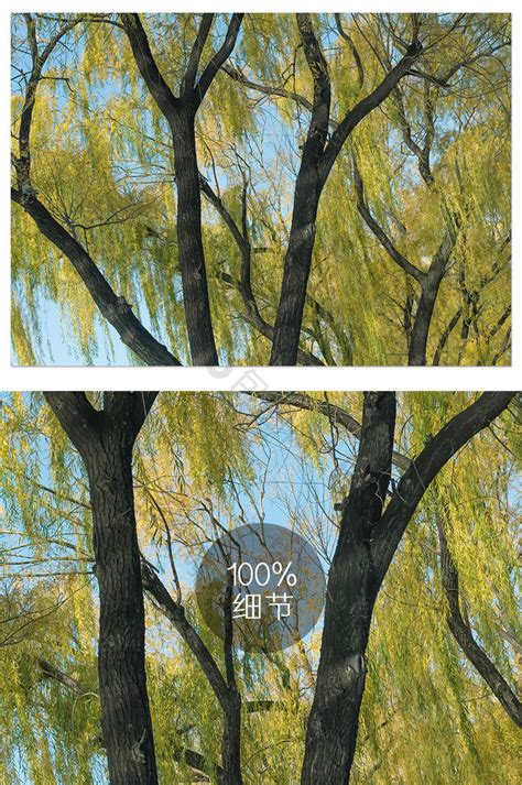生机盎然的柳树摄影图图片-包图网