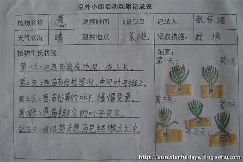 三年级植物观察记录表,观察记录表怎么做,关于绿萝的植物记录卡(第4页)_大山谷图库