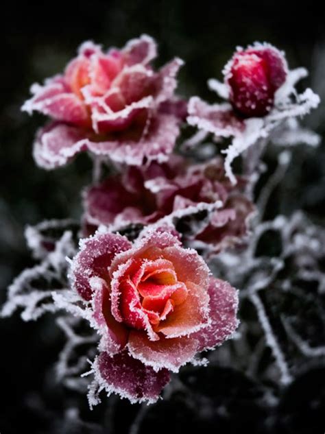 玫瑰花的冬季养护 - 花百科