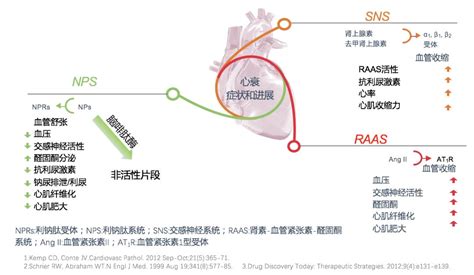 交界性并行心律的心电图RR序列及心电散点图特征 - 心血管 - 天山医学院