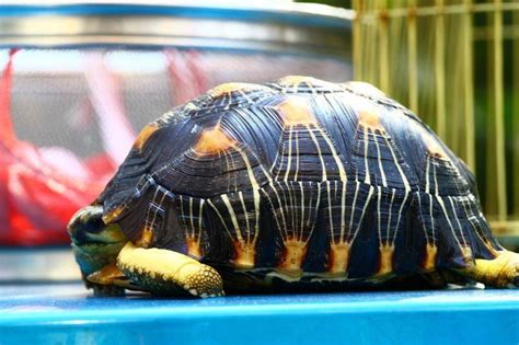 中国十大名贵乌龟 金钱龟上榜，第一被誉为“千年神龟”_动物之最_第一排行榜