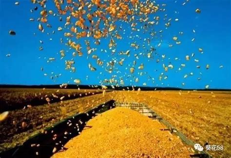 收粮企业恢复玉米收购时间公布（附）最新价格表!