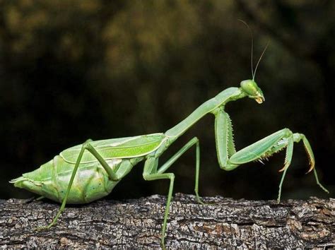 这是世界上最大的螳螂，体长达15厘米，鸟类都不一定是它对手 - 千奇百怪 - 华声论坛