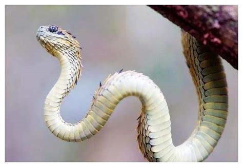 树蝰蛇一身闪闪发光的鳞片，像极了龙，堪称史上最霸气的蛇类