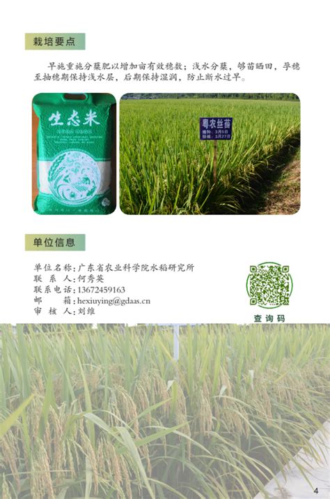 拼在一线丨川康优丝苗亩产895.7公斤 有望获国家超级稻品种认定_四川在线