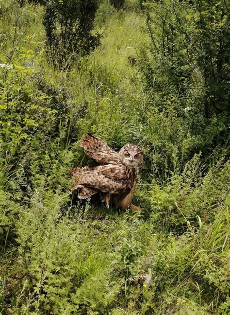 市林草局成功救助并放生国家二级重点保护野生动物雕鸮