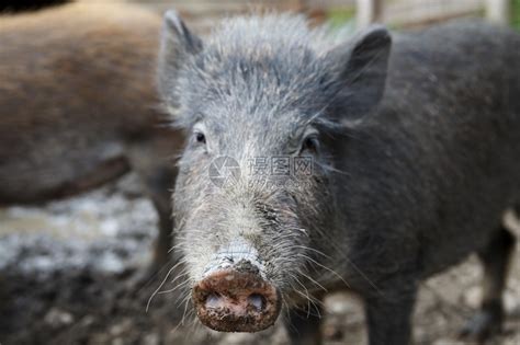 象牙野猪生动物高清图片下载-正版图片307560772-摄图网