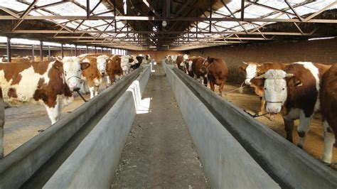 建设标准化养殖场，推进畜牧业转型升级-温岭新闻网