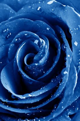 高清有水珠的蓝色妖姬玫瑰花图片素材下载1 [PhotoShop资源网|PS教程|PSD模板|照片处理|PS素材|背景图片|字体下载|PS笔刷下载]
