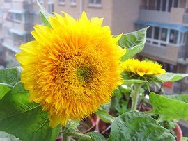 家有小花园——重瓣向日葵图片