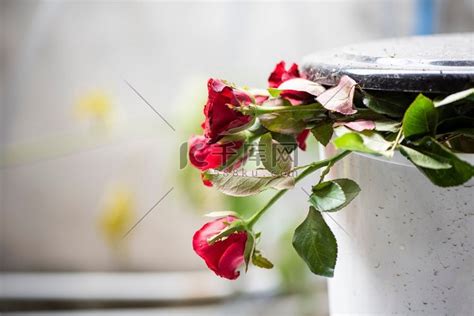 垃圾桶上的老玫瑰/让我心碎的红玫瑰玫瑰玫瑰花高清摄影大图-千库网