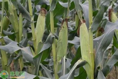 豫单9953玉米种简介，适合哪里种植，产量如何-农百科