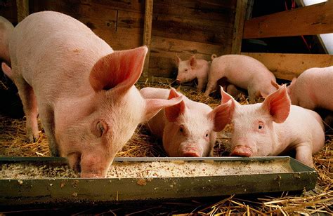 1月4日猪价：需求增量难抵供应增加，猪价再次回落！还会涨吗？农业资讯-农信网