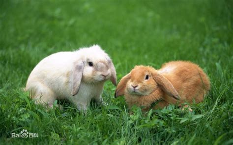 兔子在草原吃草的图片,_大山谷图库