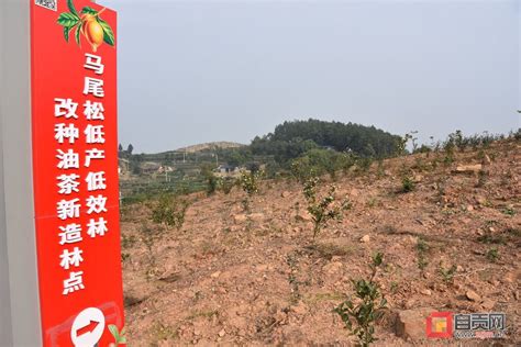 荣县全力打造油茶规模增长极【自贡网2022-11-29】-自贡市自然资源和规划局-关注森林网