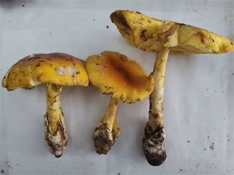 老鹰菌图片
