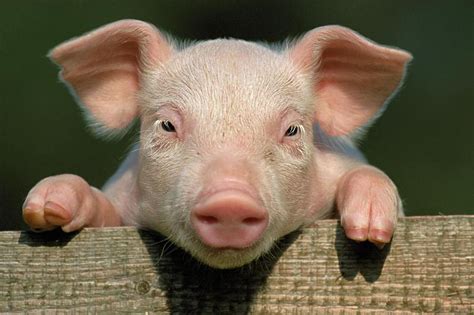 母猪不吃料、种猪不健康的处理方法
