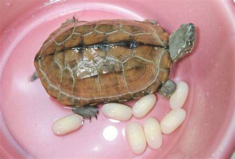 蛋龟类品种大全介绍图解（史上最全蛋龟整理助你一臂之力） - 胖萌舍宠物网