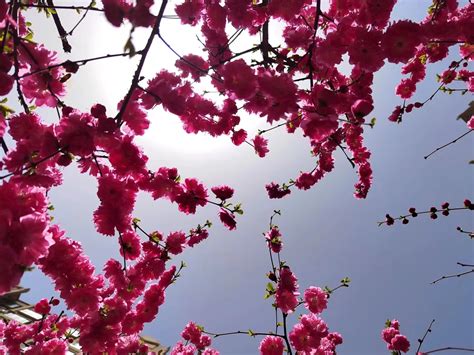 【春天在哪里】崇信：四月春光正烂漫 榆梅朵朵向阳开