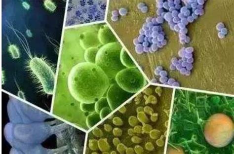 微生物群和微生物组有区别吗？本文带你详细了解它们的前世今生 – 谷禾健康
