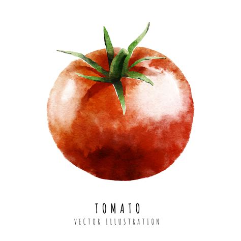 Tomato hand drawn watercolor painting isolated on white background ...