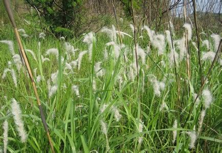 看弥勒湖泉南山的茅草开出怎样的花儿 | 远足日记
