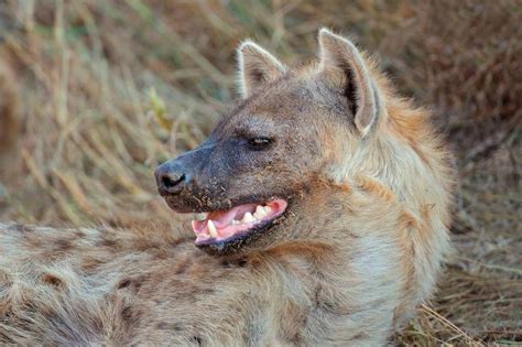 「斑鬣狗」是一种什么样的动物，为何其不是犬科动物？