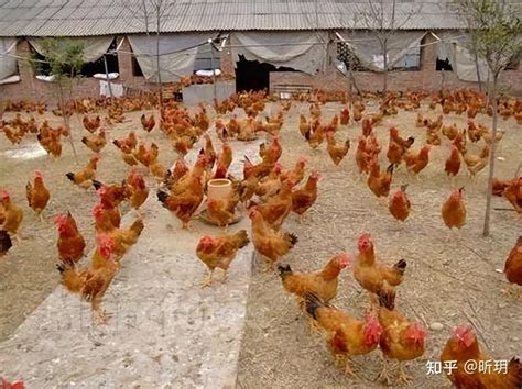 禽流感传播途径：鸡的禽流感症状，禽流感的表现_病毒