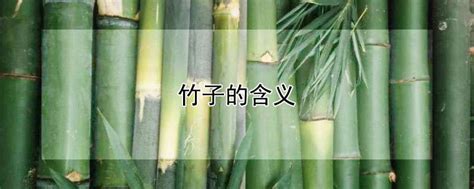 3种竹子都是富贵竹，名字不同，寓意也不一样，别养错