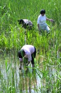 世界湿地日 让城市蝶变的三个苏州湿地样本 园林资讯
