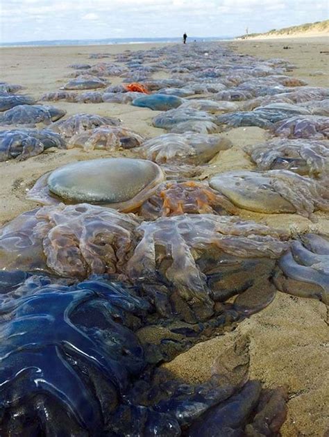 上千只水母被冲上英国威尔士拉内利附近海滩 - 神秘的地球 科学|自然|地理|探索
