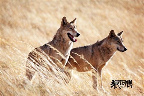 《狼图腾》-群狼捕猎黄羊，一次捕捉整群黄羊