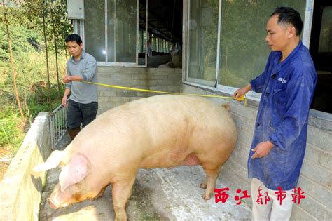 最重的猪有多少斤 - 农村网